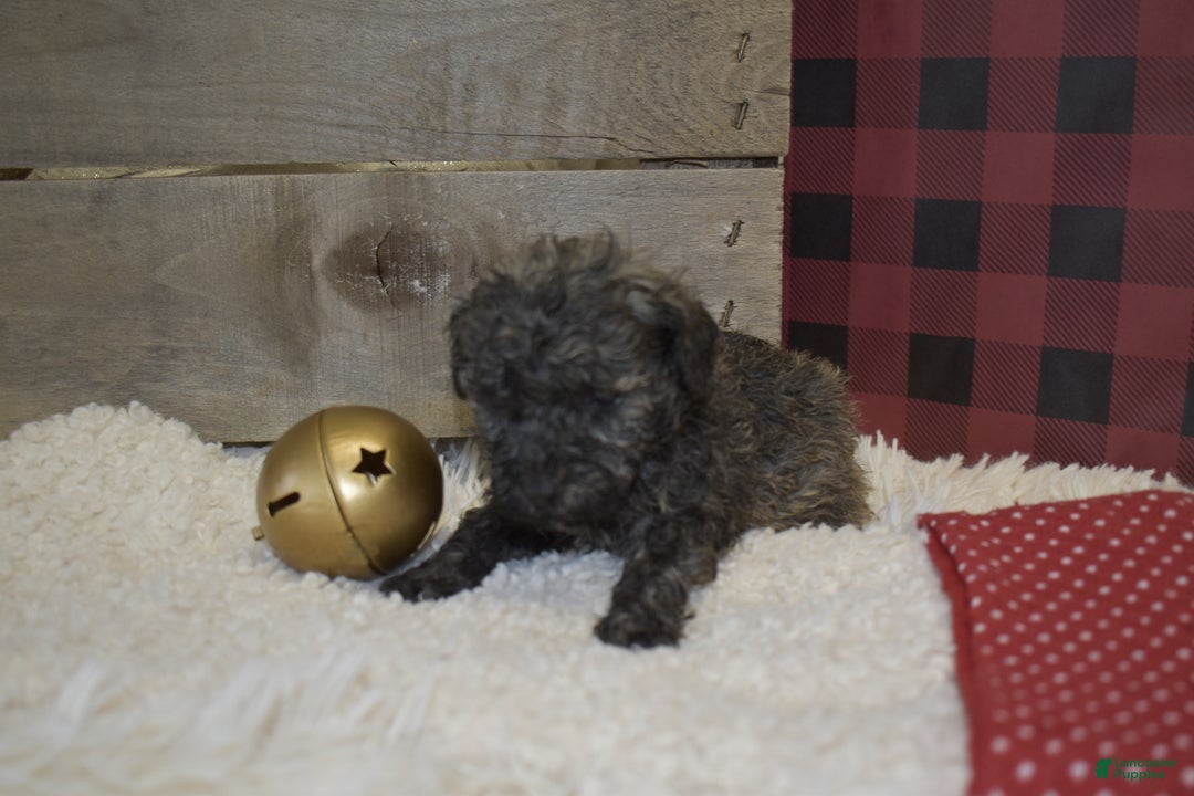 Toy Poodle dogs for sale: kent - Ad 2