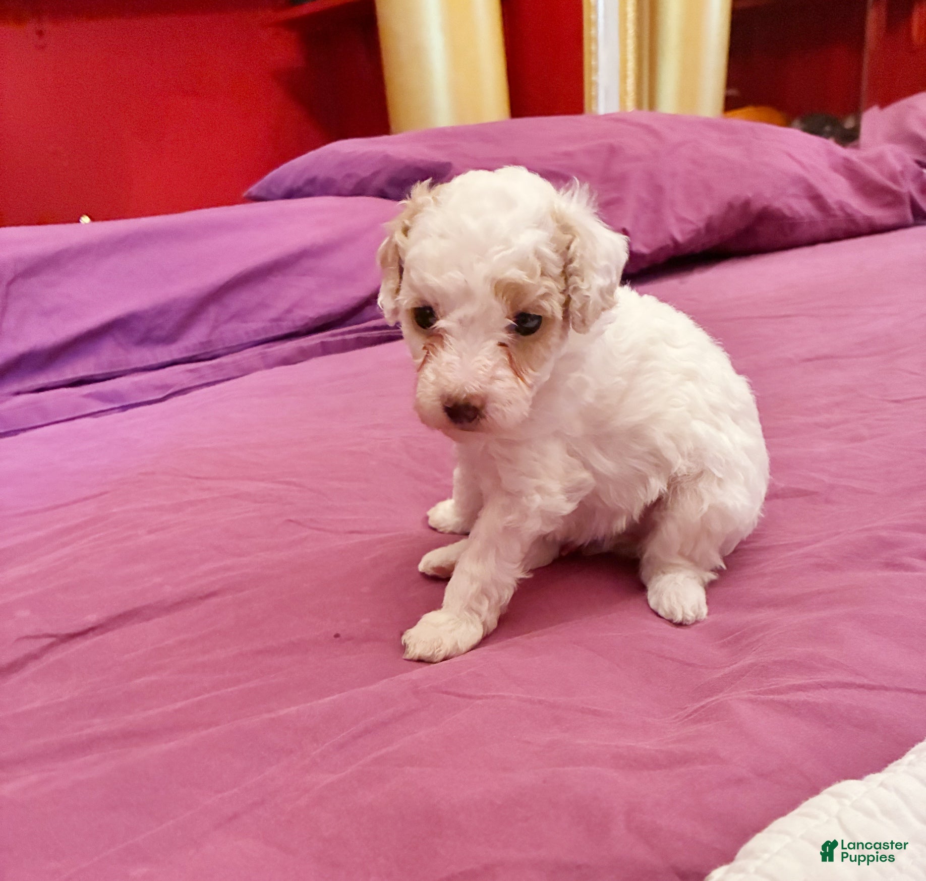 Toy Poodle dogs HETEPHERES TUT - Ad 21