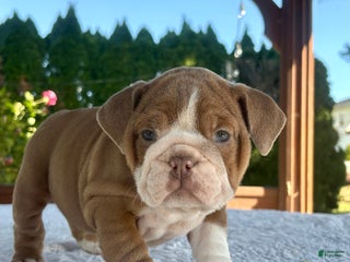 English Bulldog dogs - Ad 26