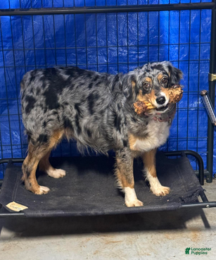 Australian Shepherd dogs Dixie - Ad 2