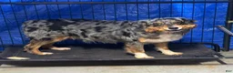 Australian Shepherd dogs for sale: Remie - Ad 4