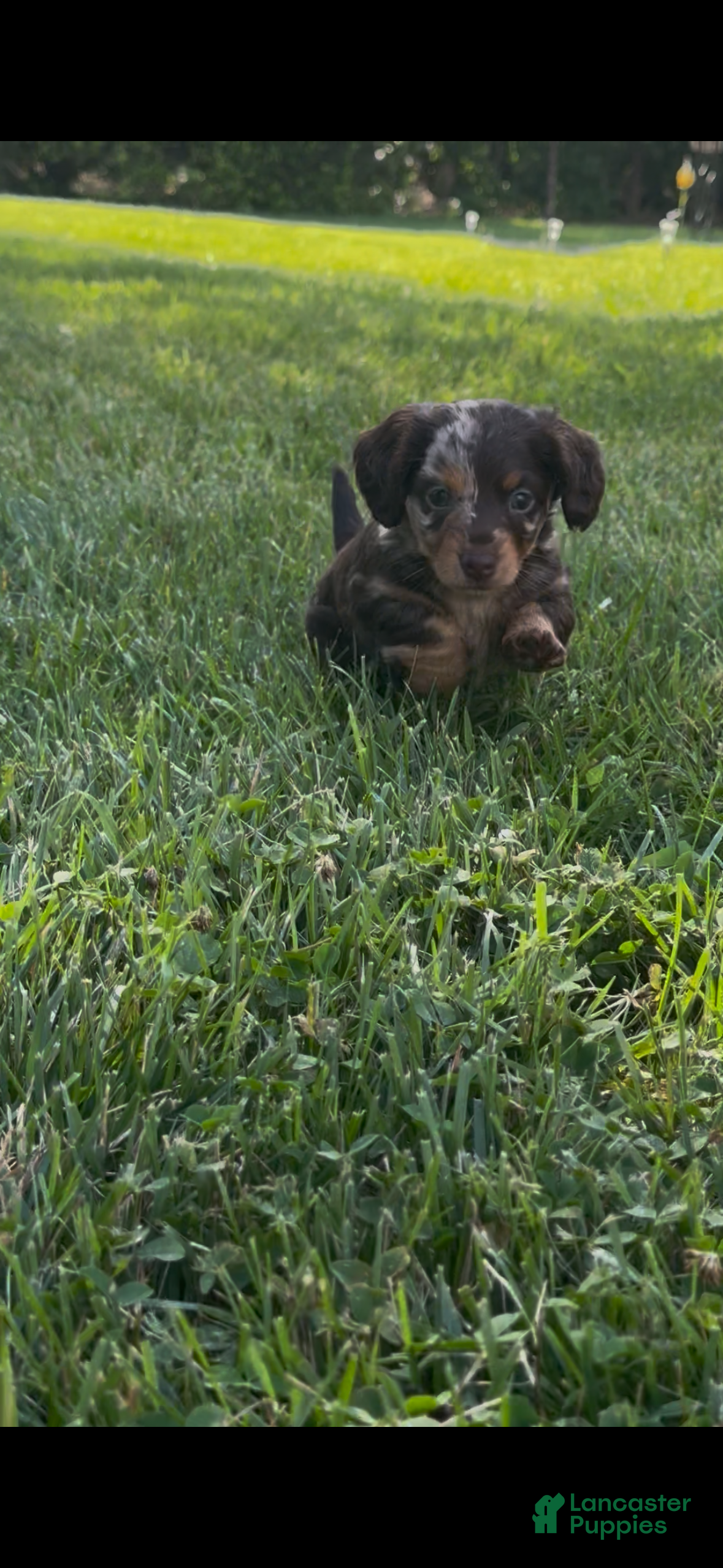 Miniature Dachshund dogs Teddy - Ad 2