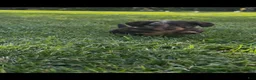 Miniature Dachshund dogs for sale: Teddy - Ad 2