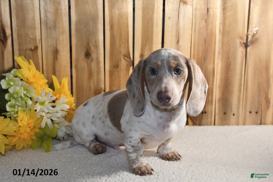 Miniature Dachshund dogs for sale: Victor - Ad 5