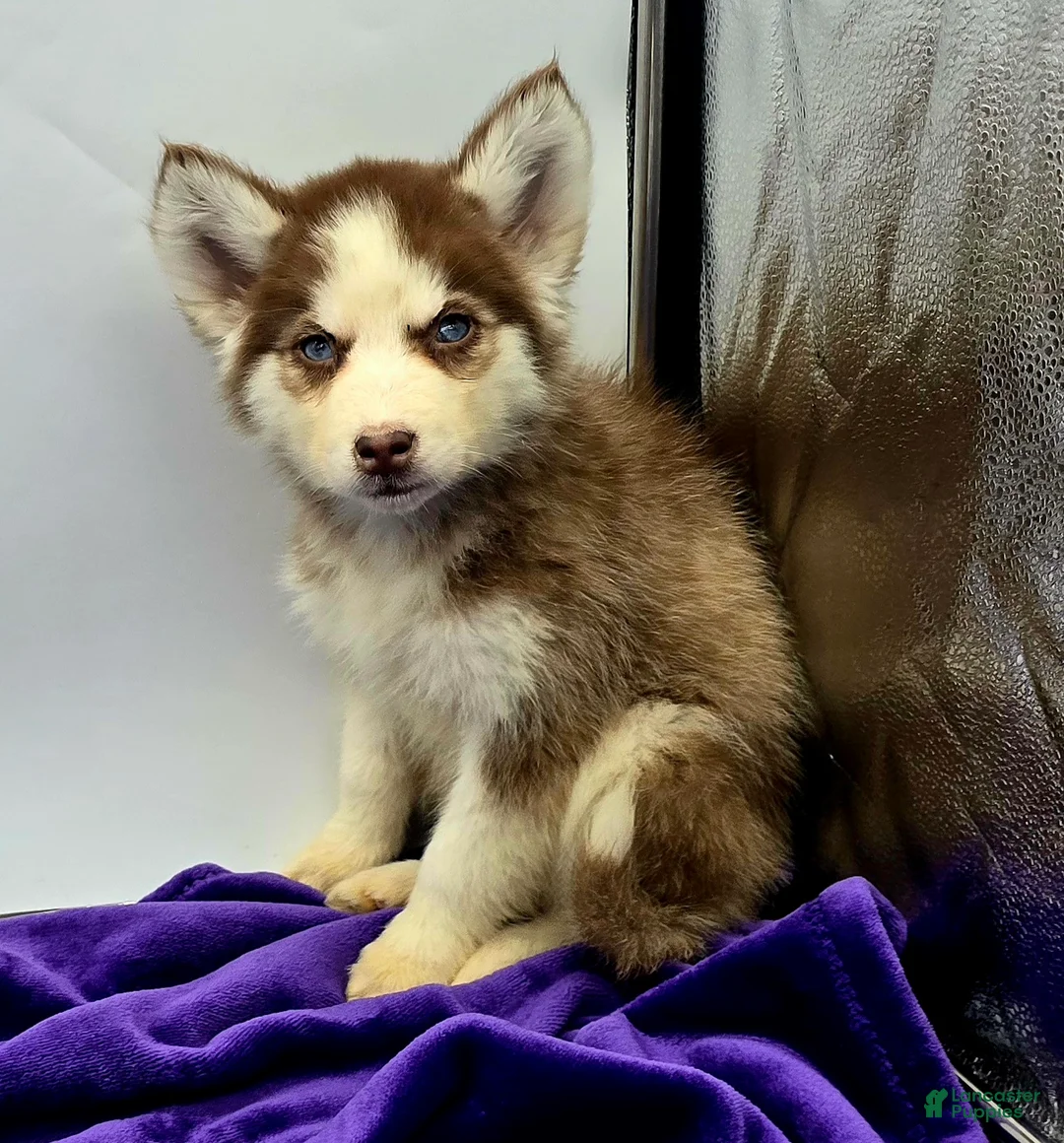 Siberian Husky dogs for sale: Rosie - Ad 2