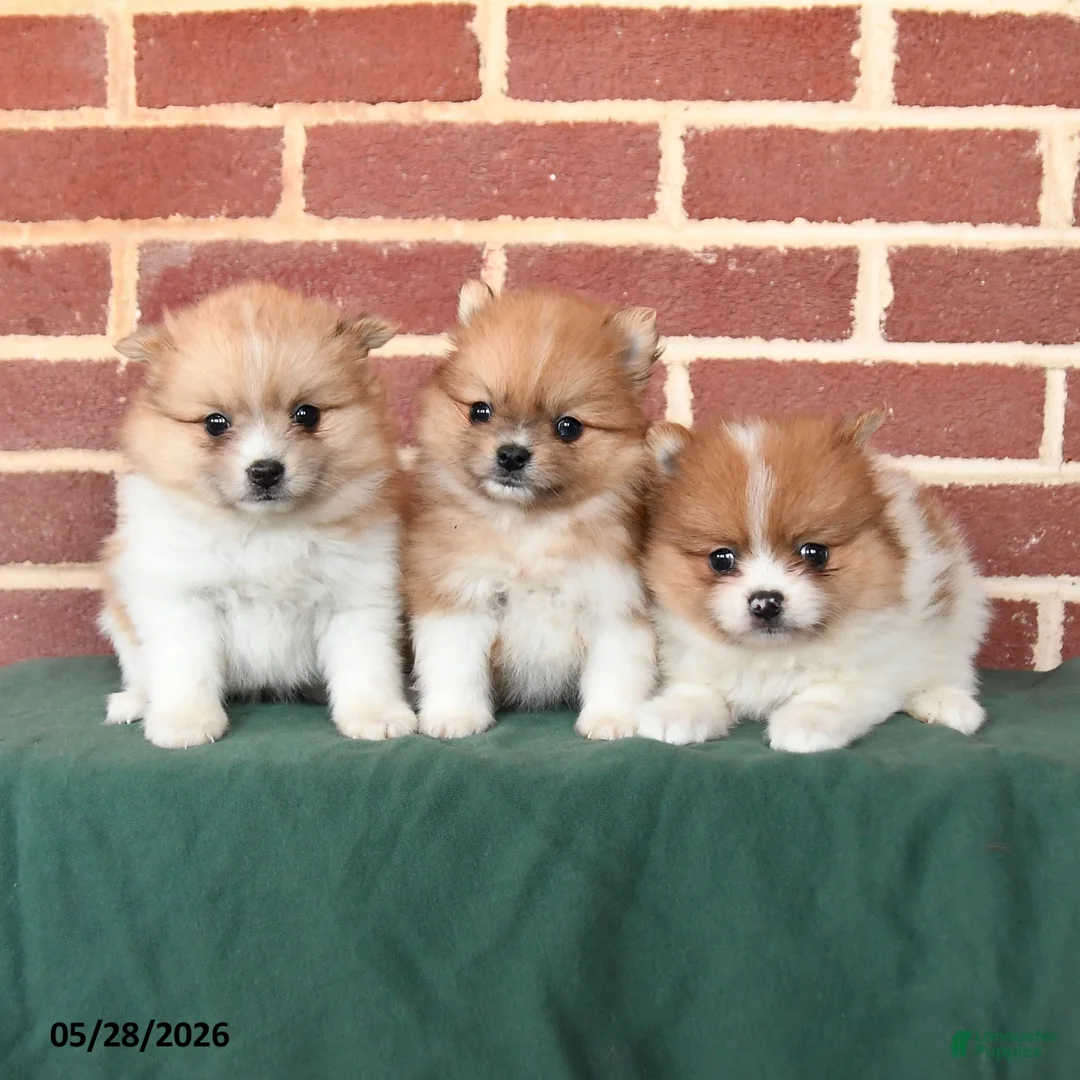 Pomeranian dogs for sale: Izzy - Ad 3