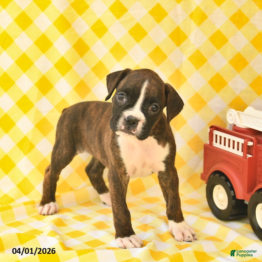 Boxer dogs for sale: Jenna  - Ad 1