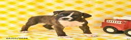Boxer dogs for sale: Jenna  - Ad 1