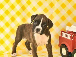 Boxer dogs for sale: Jenna - Ad 1