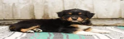 Australian Shepherd dogs for sale: Tessa - Ad 5