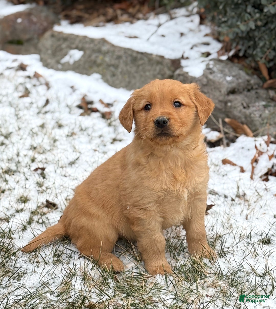 Golden Retriever dogs for sale: Sindy - Ad 1