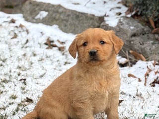 Golden Retriever dogs Sindy - Ad 2