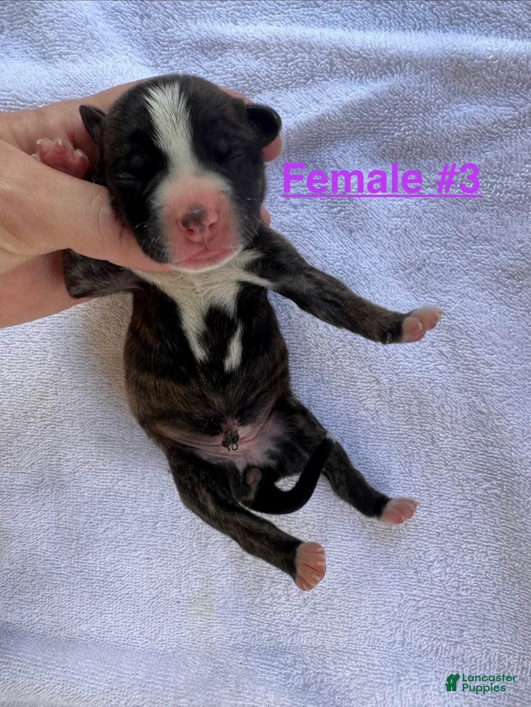 American Bulldog dogs for sale: American Bulldog Female #3 - Ad 1