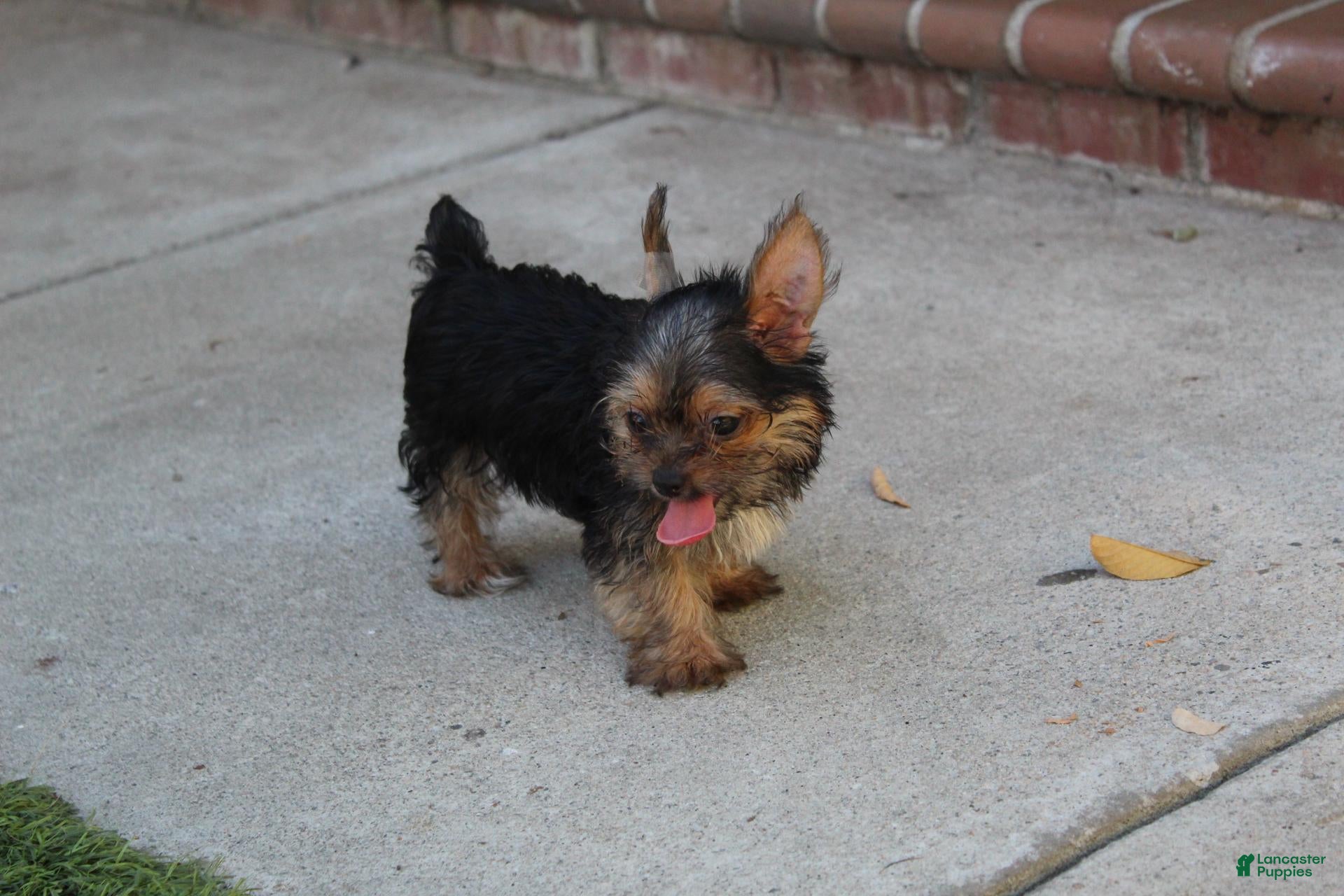 Yorkshire Terrier dogs Hercules  - Ad 1