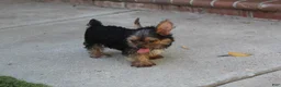 Yorkshire Terrier dogs for sale: Hercules  - Ad 1
