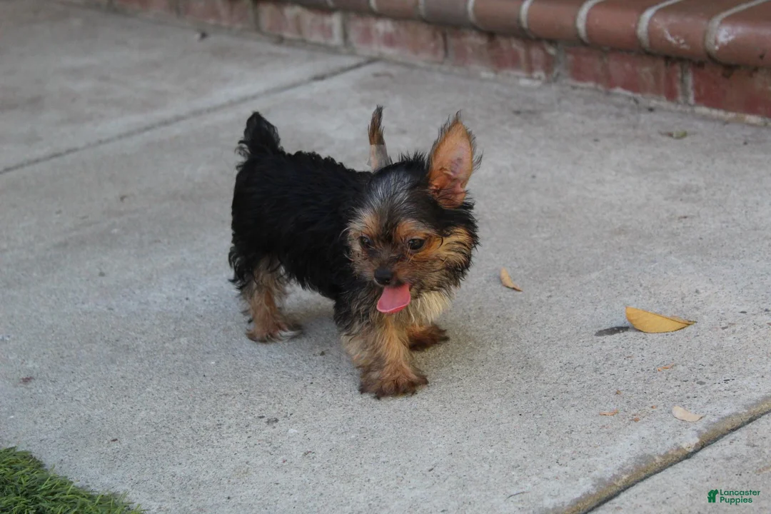 Yorkshire Terrier dogs for sale: Hercules  - Ad 1