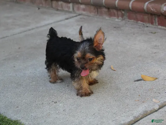 Yorkshire Terrier dogs for sale: Hercules - Ad 1