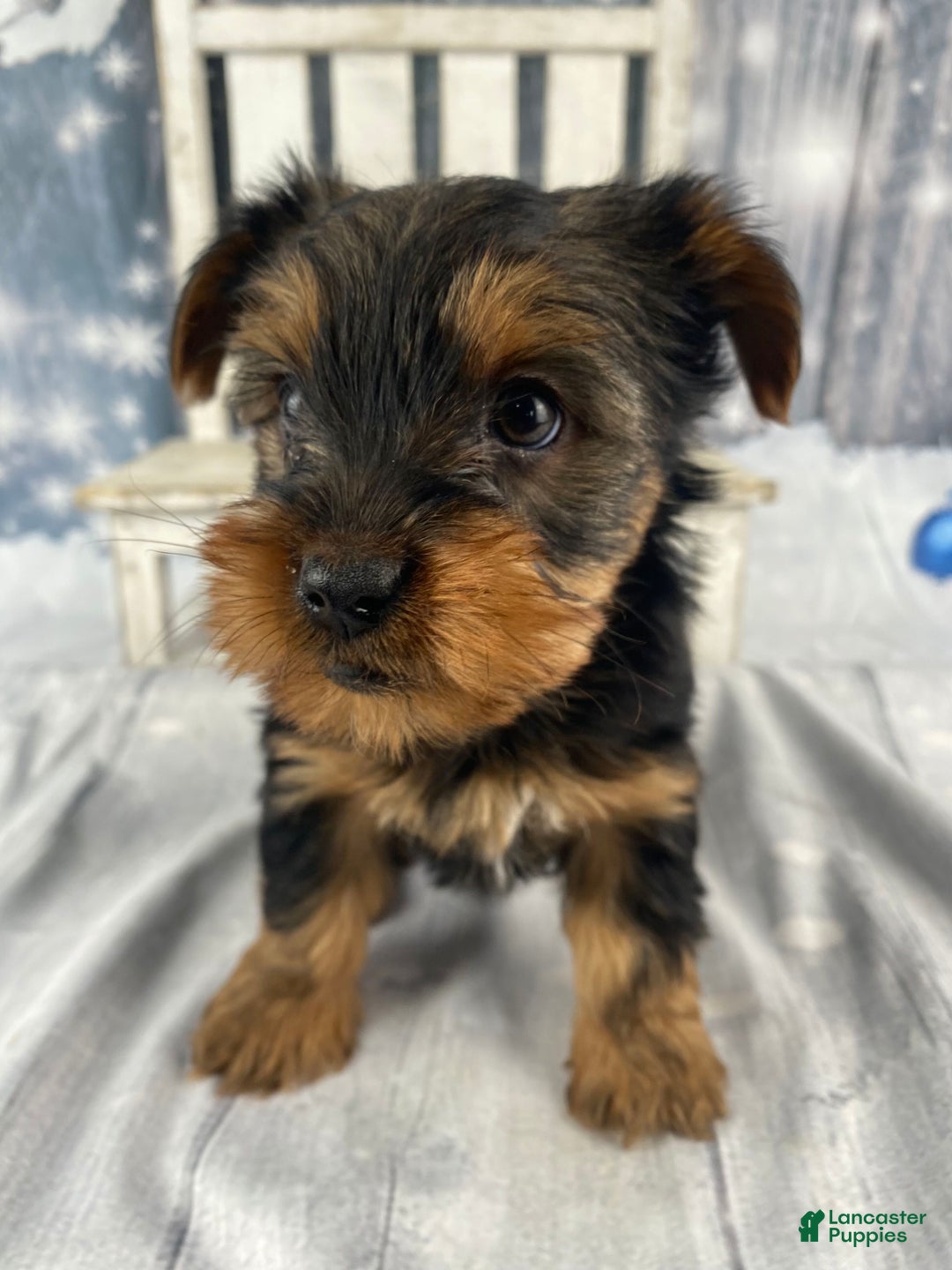 Yorkshire Terrier dogs for sale: Kylie - Ad 4