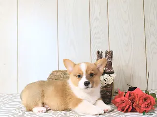 Welsh Corgi Pembroke dogs for sale: Bruce - Ad 3