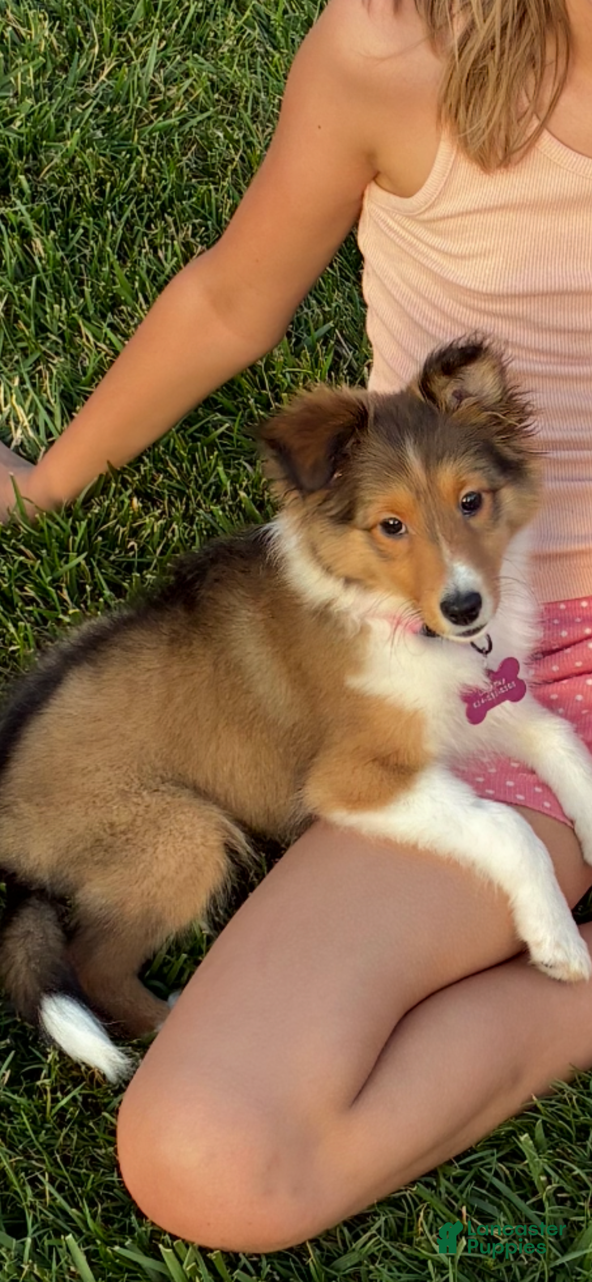 Shetland Sheepdog dogs Lucy - Ad 2
