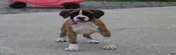Boxer dogs for sale: Carter - Ad 4