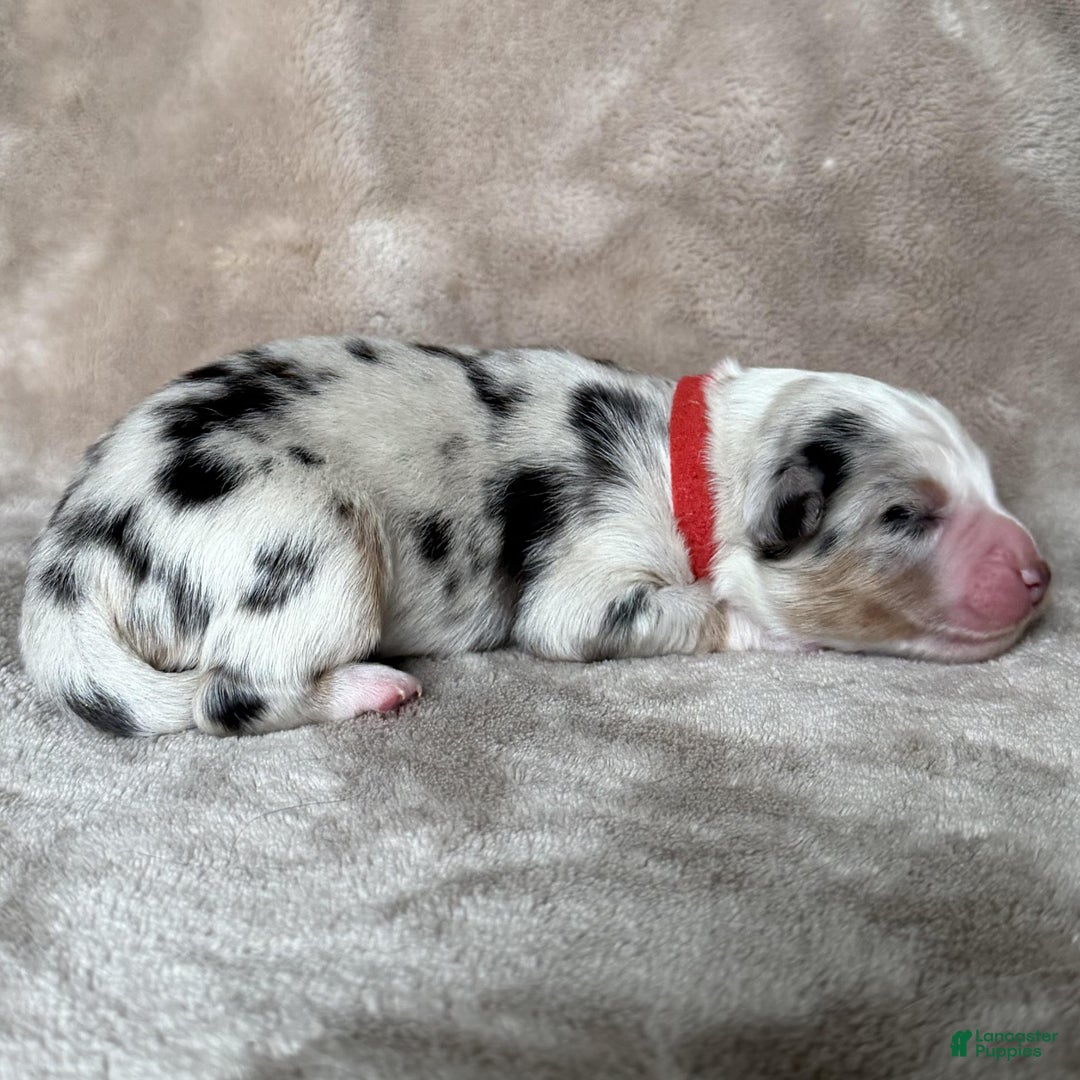 Australian Shepherd dogs for sale: Kylo (Kylo Ren) - Ad 2