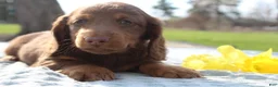 Miniature Dachshund dogs for sale: Spaghetti - Ad 1