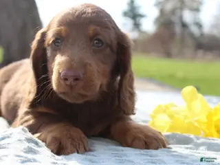 Miniature Dachshund dogs for sale: Spaghetti - Ad 3