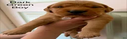 Golden Retriever dogs for sale: Dark Green Boy - Ad 1