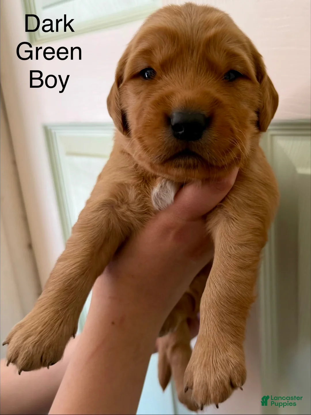 Golden Retriever dogs for sale: Dark Green Boy - Ad 1