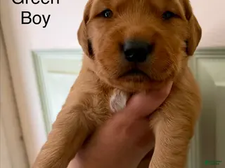 Golden Retriever dogs Dark Green Boy - Ad 4