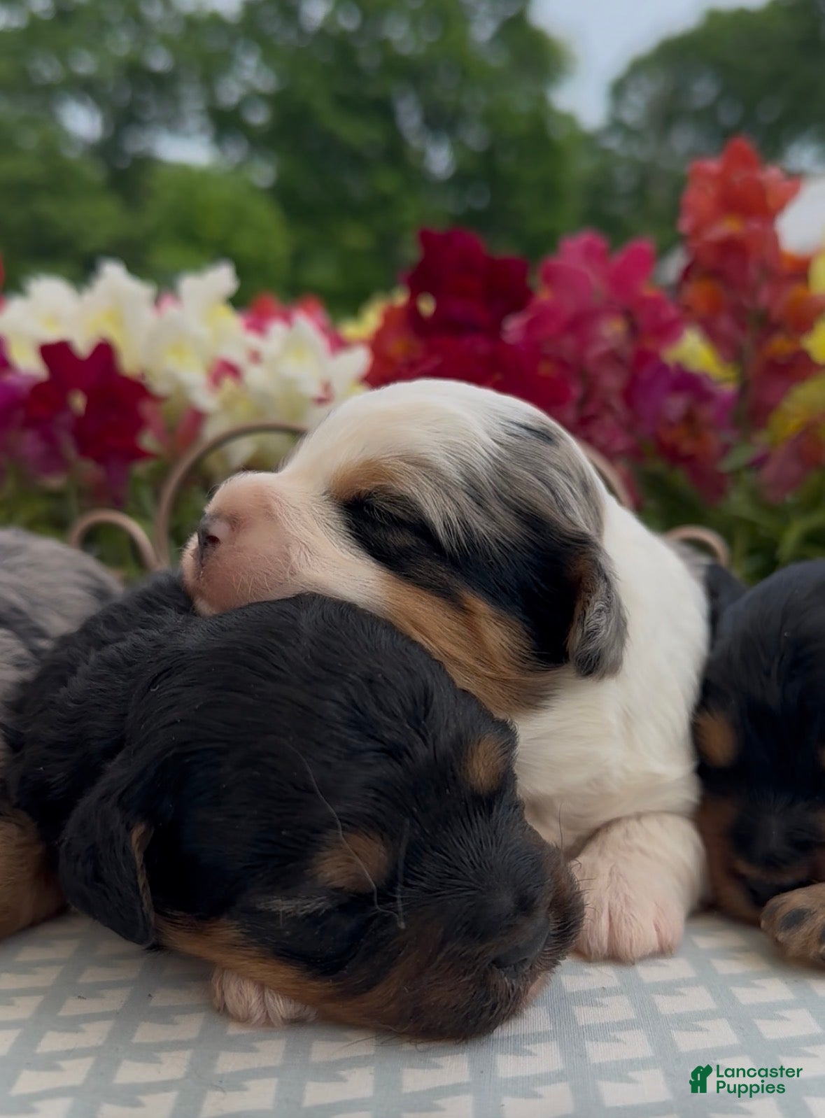 Aussiedoodle dogs Aussiedoodle Puppy 3 - Ad 2