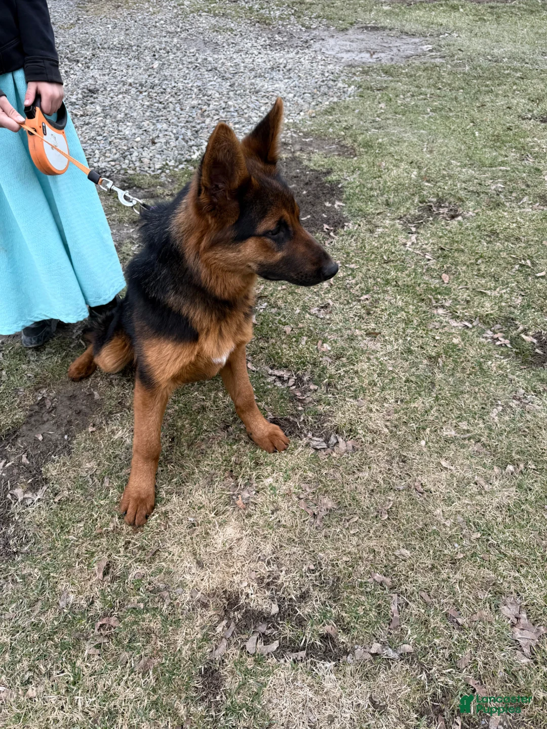German Shepherd dogs for sale: German Shepherd Puppy 1 - Ad 2