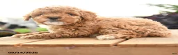 Toy Poodle dogs for sale: Augustus - Ad 3