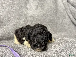 Standard Poodle dogs Fern - AKC - Ad 34