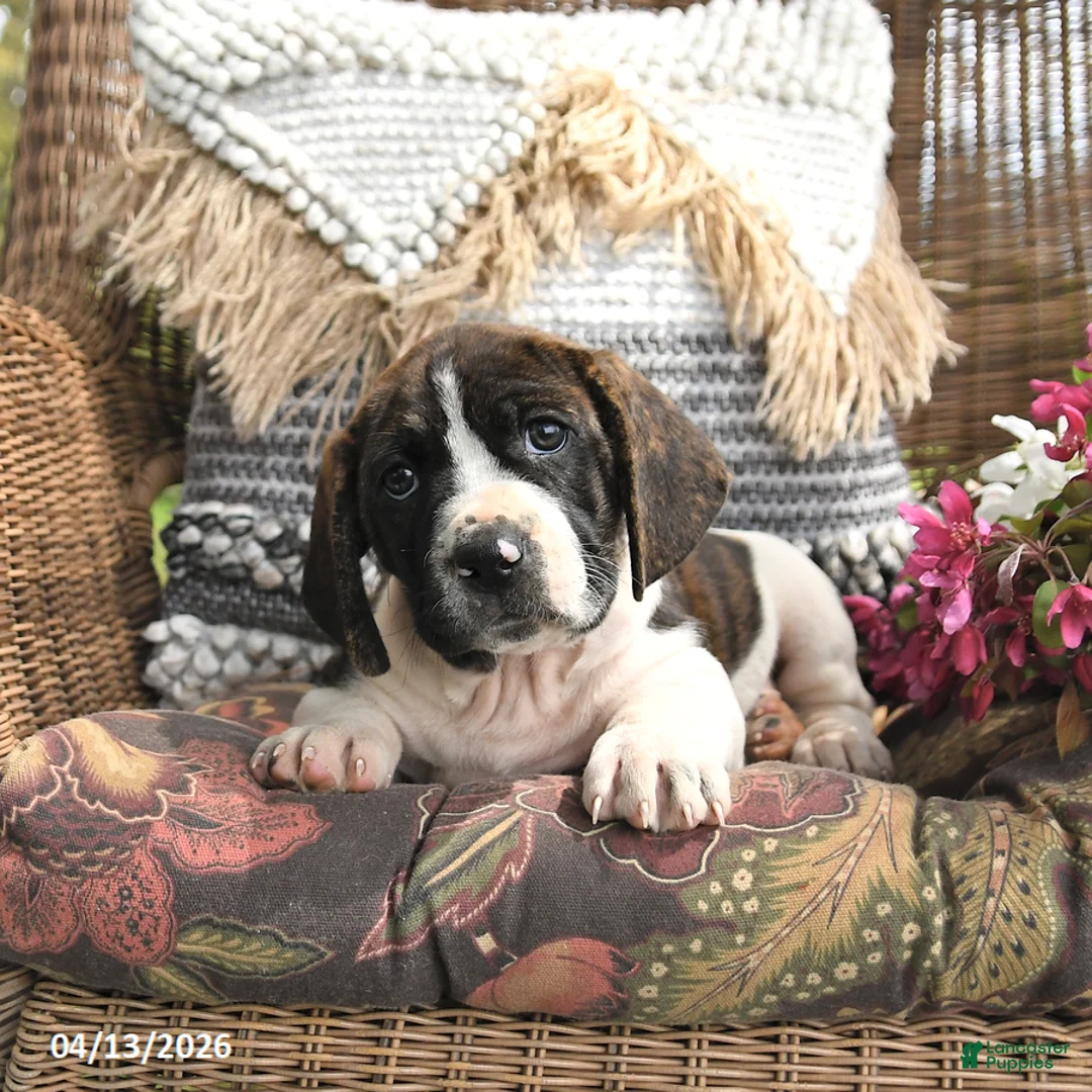 Mixed Breed dogs for sale: Pepper - Ad 2