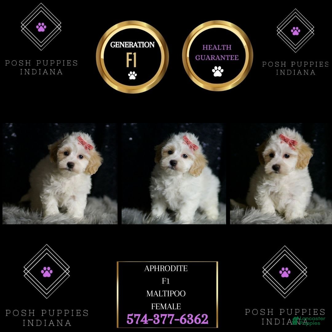 Maltipoo dogs Aphrodite - Ad 1