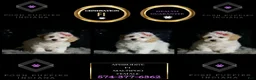 Maltipoo dogs for sale: Aphrodite - Ad 1