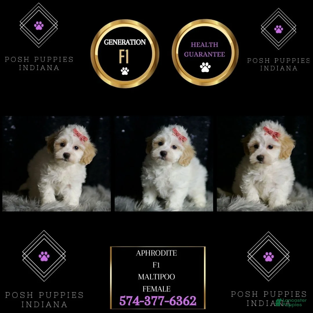 Maltipoo dogs for sale: Aphrodite - Ad 1
