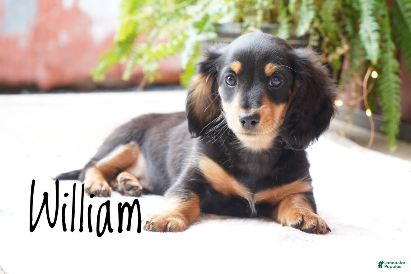 Dachshund dogs William  - Ad 2