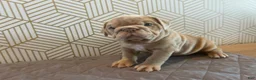 English Bulldog dogs for sale: Lucy - Ad 8