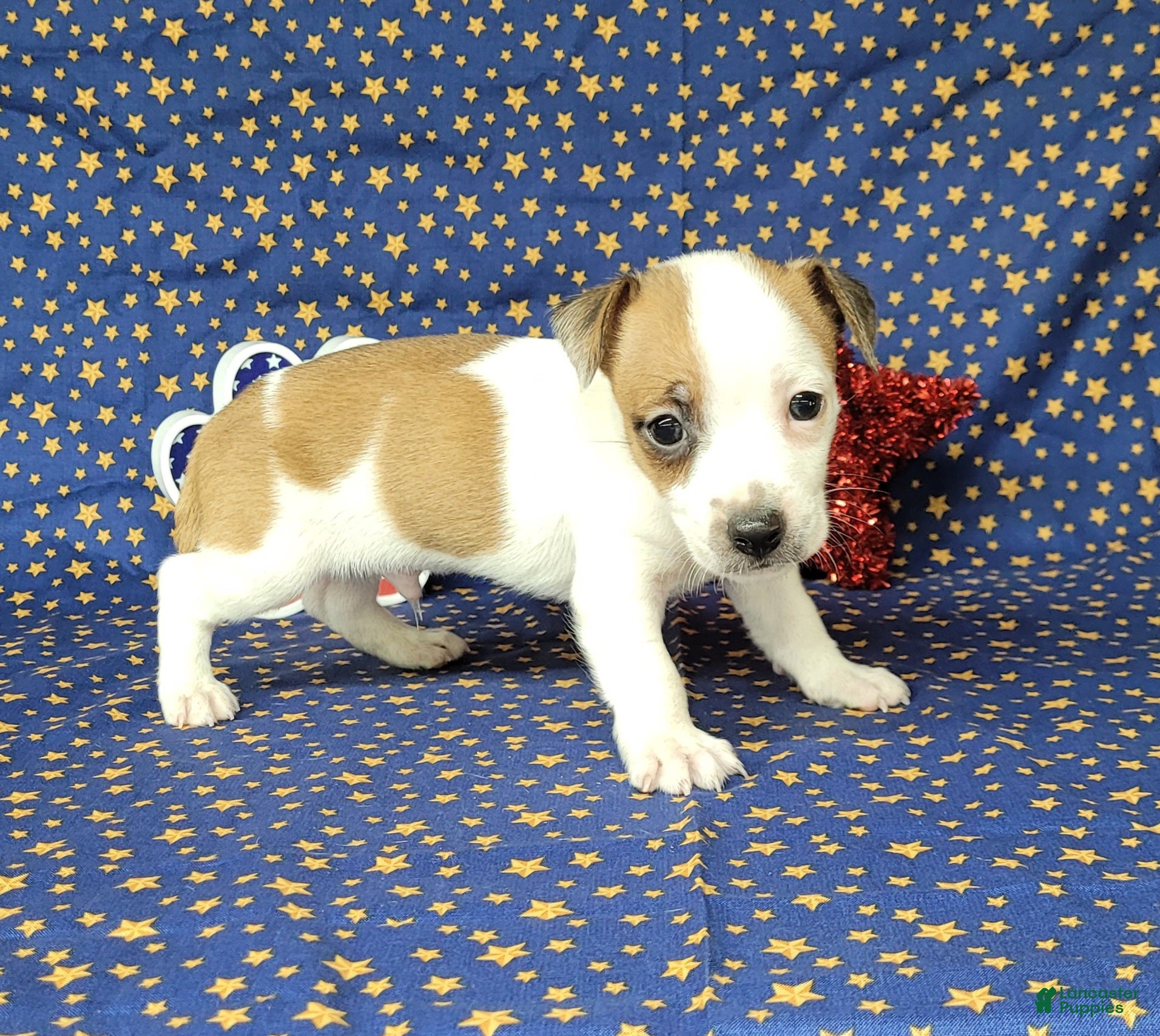 Jack Russell Terrier dogs Jax purebred JRT - Ad 18