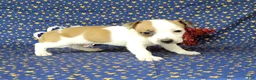 Jack Russell Terrier dogs for sale: JoJo - Ad 9