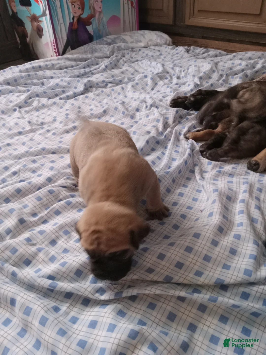 Presa Canario dogs for sale: Presa Canario Puppy 1 - Ad 1