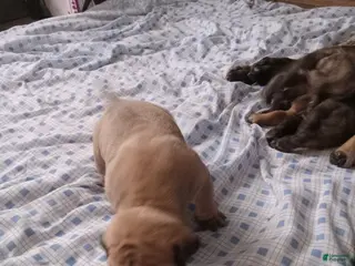 Presa Canario dogs Presa Canario Puppy 1 - Ad 5