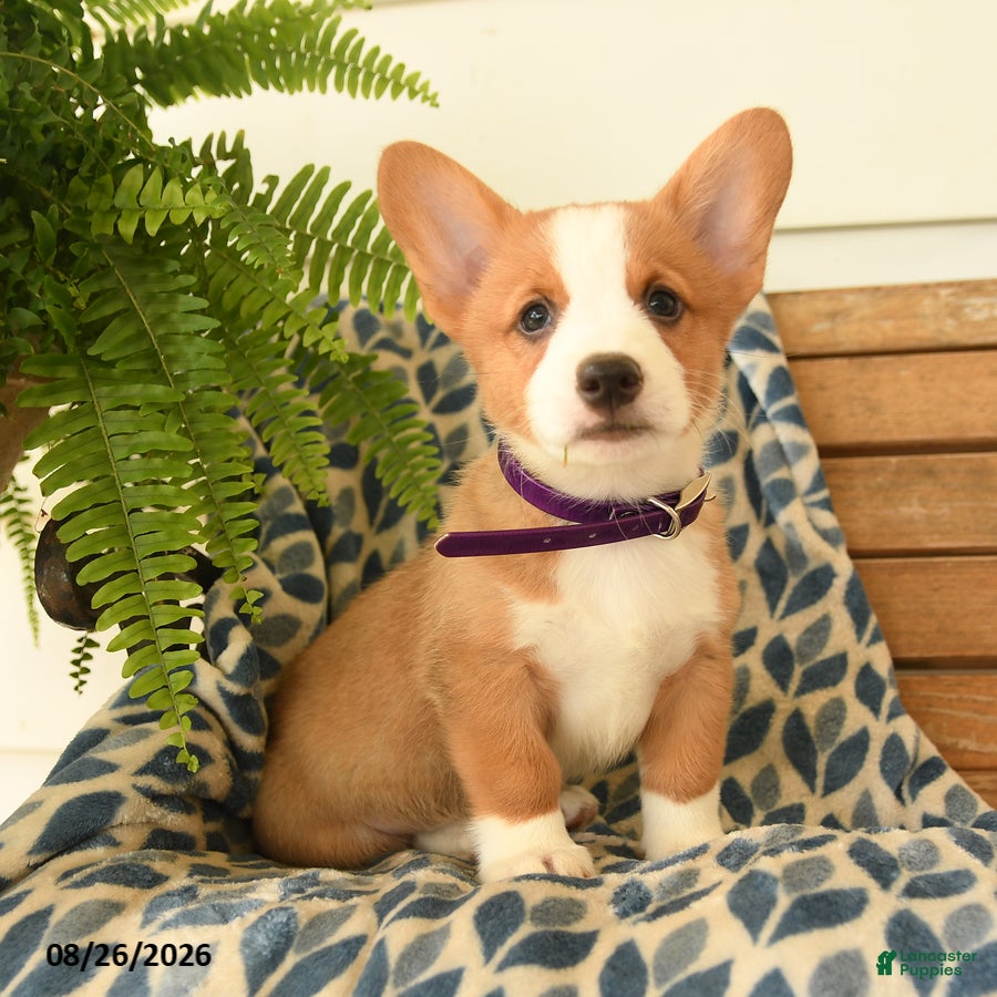 Welsh Corgi Pembroke dogs Dylan - Ad 1