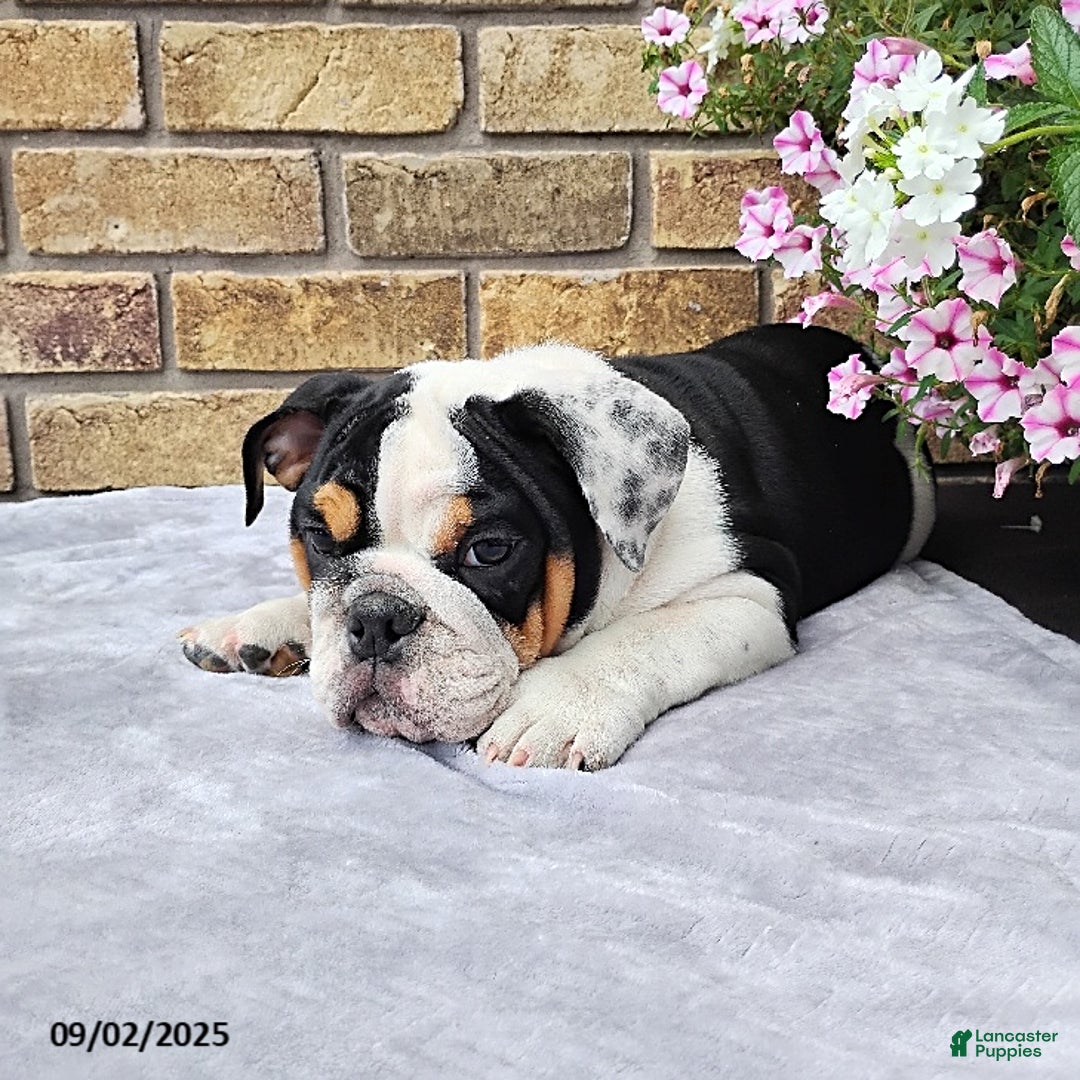 English Bulldog dogs for sale: Rival - Ad 11