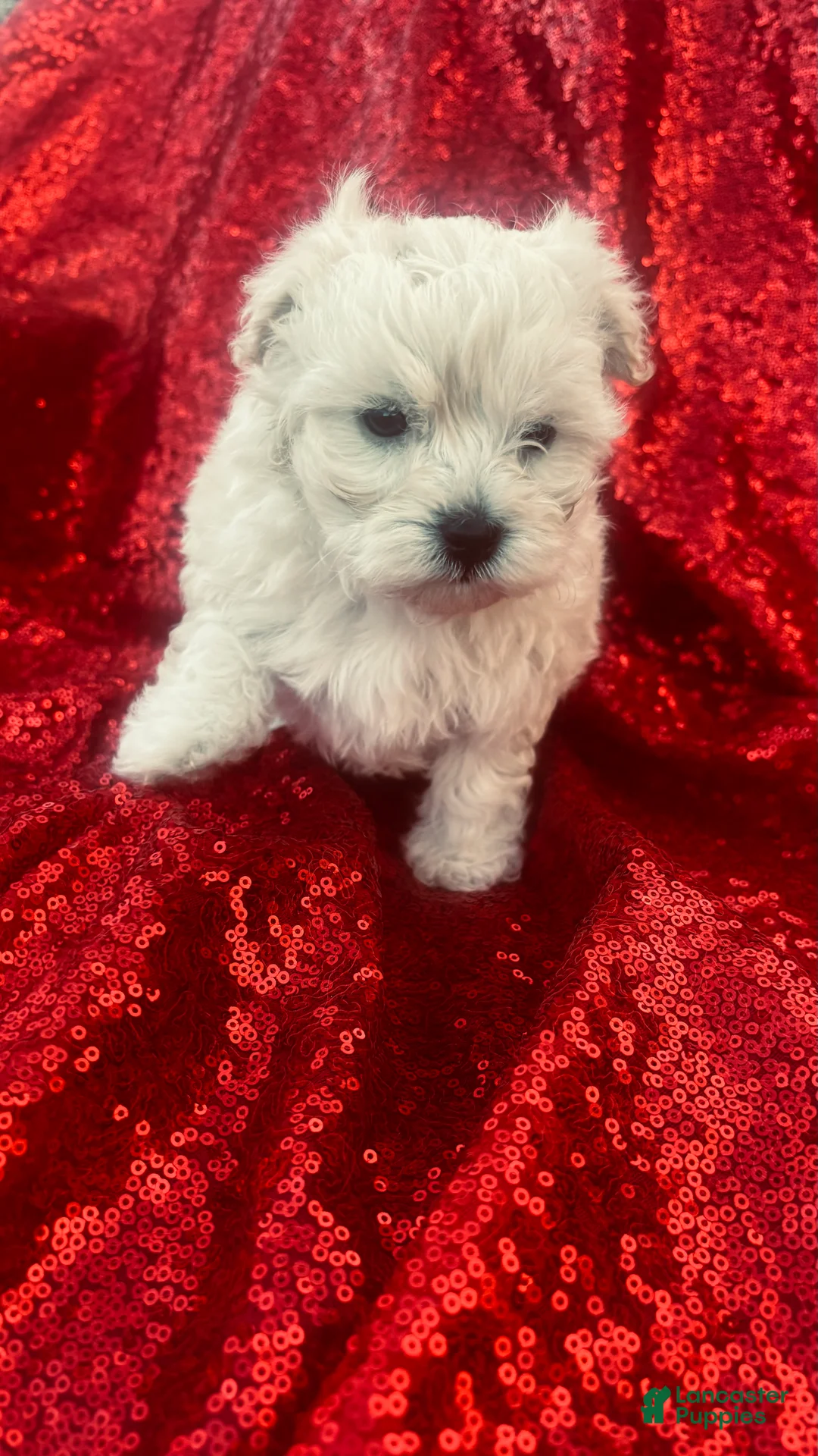 Maltipoo dogs for sale: Maltipoo Puppy 1 - Ad 2
