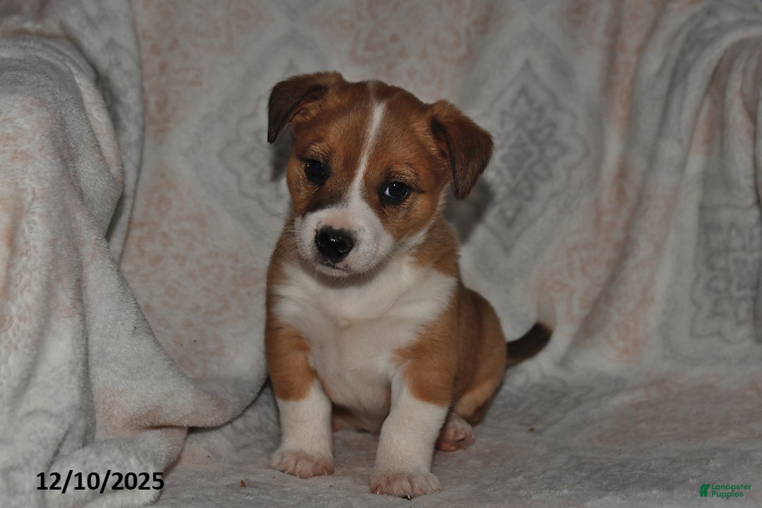 Mixed Breed dogs for sale: Jade - Ad 5