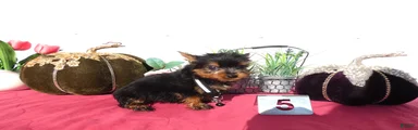 Yorkshire Terrier 5 Rufus